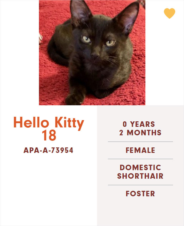 Funny-Cats-Names-Pet-Adoption-Austin-Pets-Alive