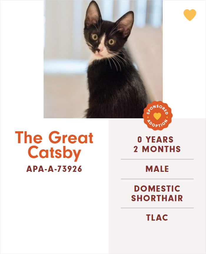 Funny-Cats-Names-Pet-Adoption-Austin-Pets-Alive