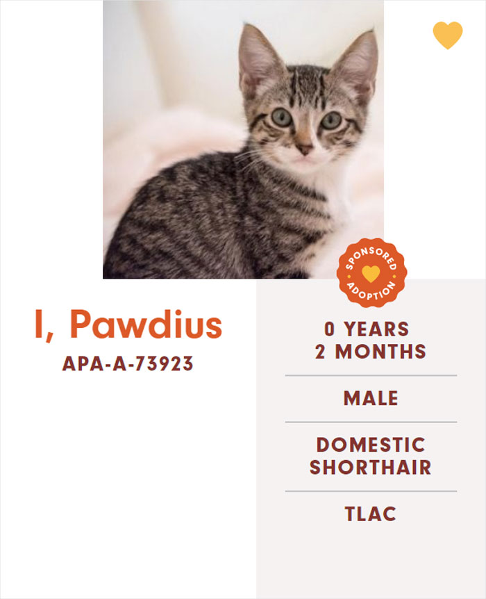 Funny-Cats-Names-Pet-Adoption-Austin-Pets-Alive