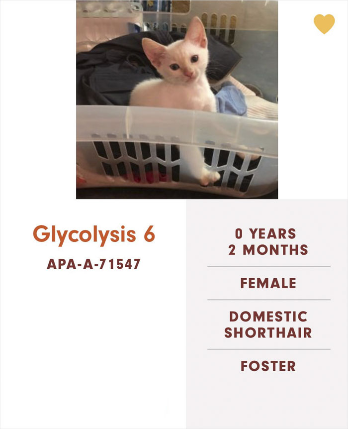 Funny-Cats-Names-Pet-Adoption-Austin-Pets-Alive