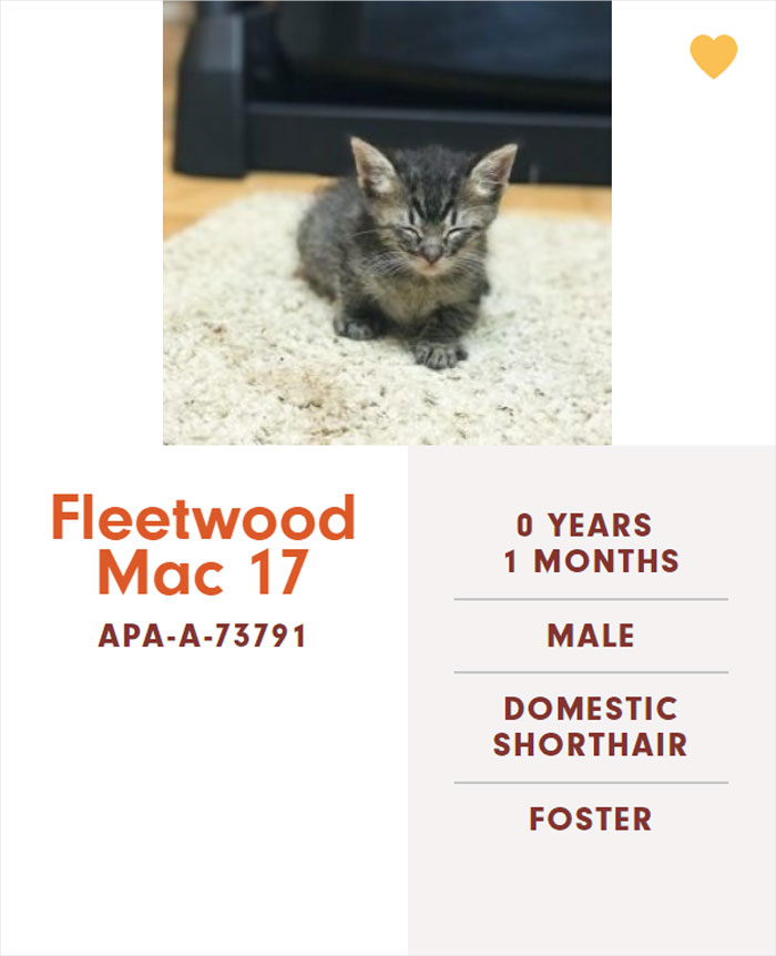 Funny-Cats-Names-Pet-Adoption-Austin-Pets-Alive