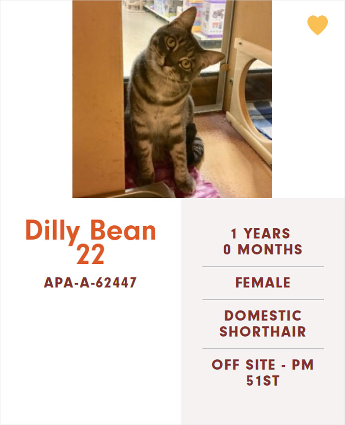 Funny-Cats-Names-Pet-Adoption-Austin-Pets-Alive