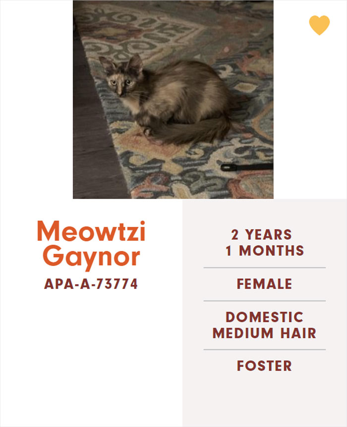 Funny-Cats-Names-Pet-Adoption-Austin-Pets-Alive