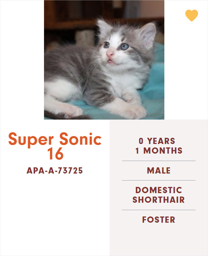 Funny-Cats-Names-Pet-Adoption-Austin-Pets-Alive