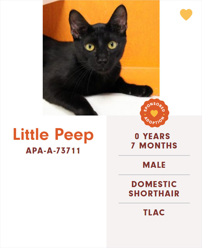 Funny-Cats-Names-Pet-Adoption-Austin-Pets-Alive