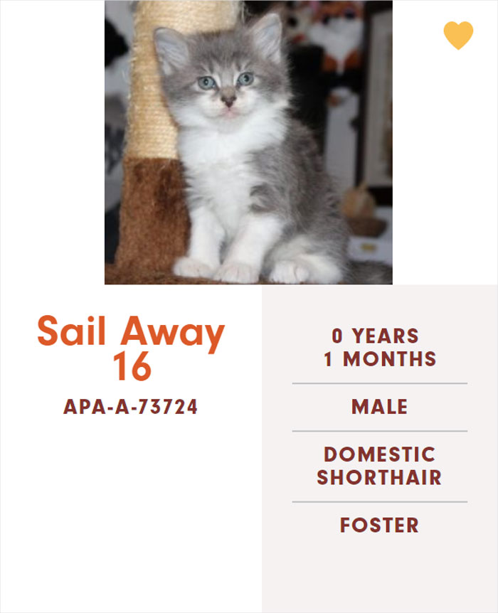 Funny-Cats-Names-Pet-Adoption-Austin-Pets-Alive