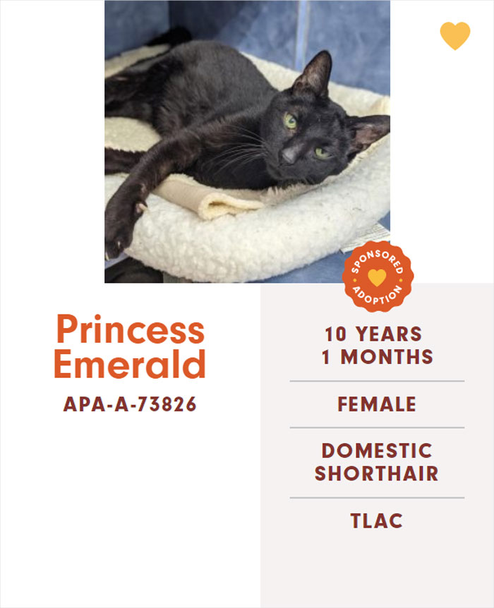 Funny-Cats-Names-Pet-Adoption-Austin-Pets-Alive