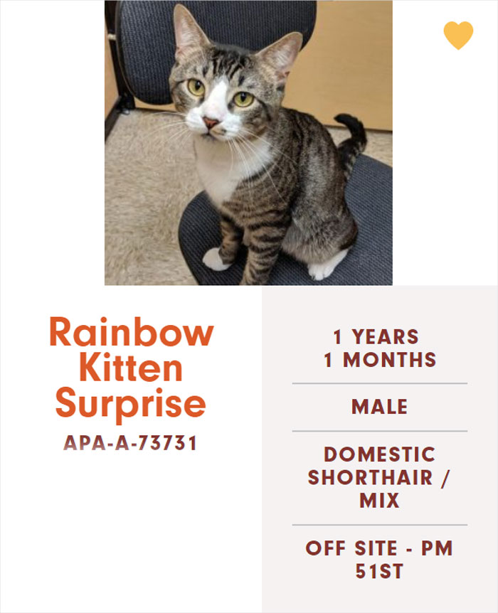 Funny-Cats-Names-Pet-Adoption-Austin-Pets-Alive