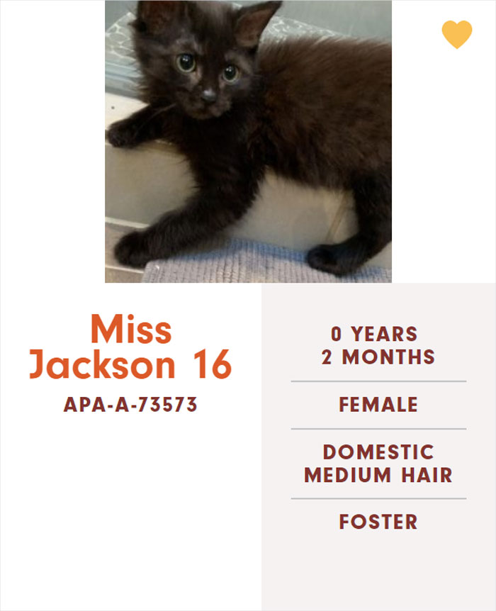 Funny-Cats-Names-Pet-Adoption-Austin-Pets-Alive