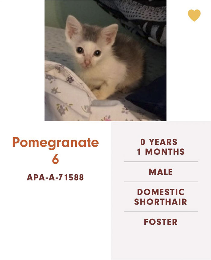 Funny-Cats-Names-Pet-Adoption-Austin-Pets-Alive