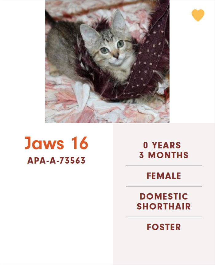 Funny-Cats-Names-Pet-Adoption-Austin-Pets-Alive