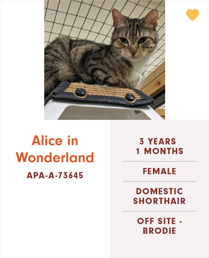 Funny-Cats-Names-Pet-Adoption-Austin-Pets-Alive