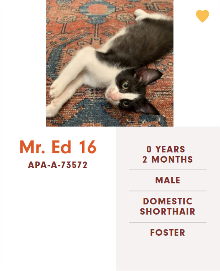 Funny-Cats-Names-Pet-Adoption-Austin-Pets-Alive