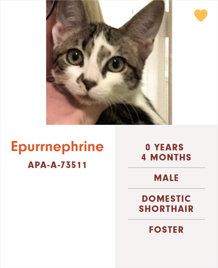 Funny-Cats-Names-Pet-Adoption-Austin-Pets-Alive