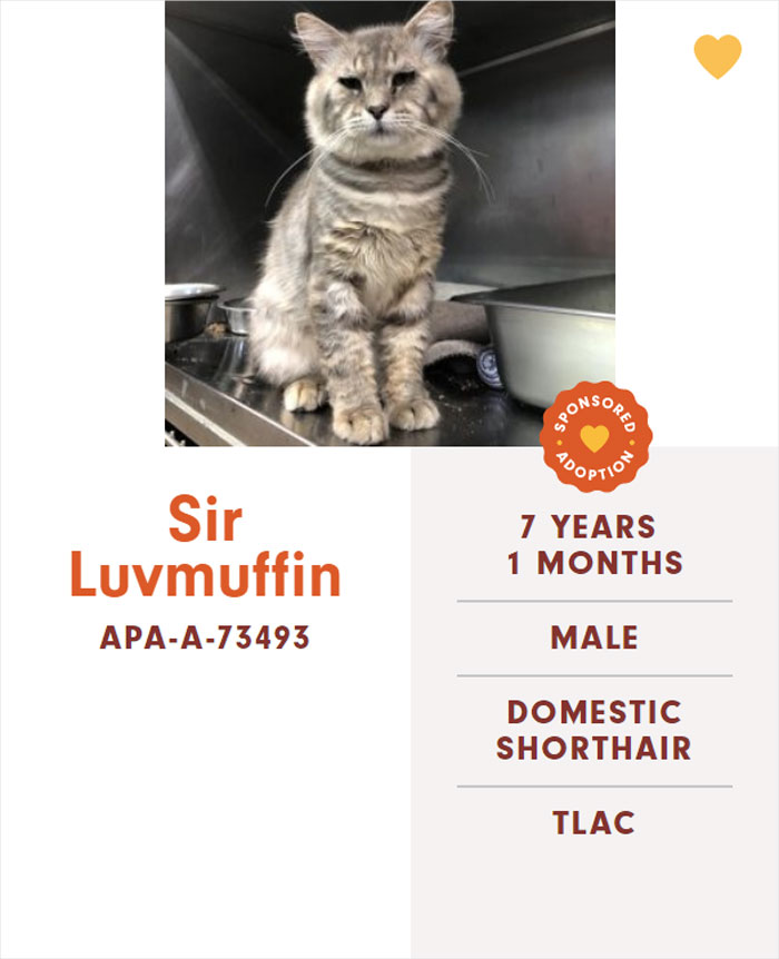 Funny-Cats-Names-Pet-Adoption-Austin-Pets-Alive