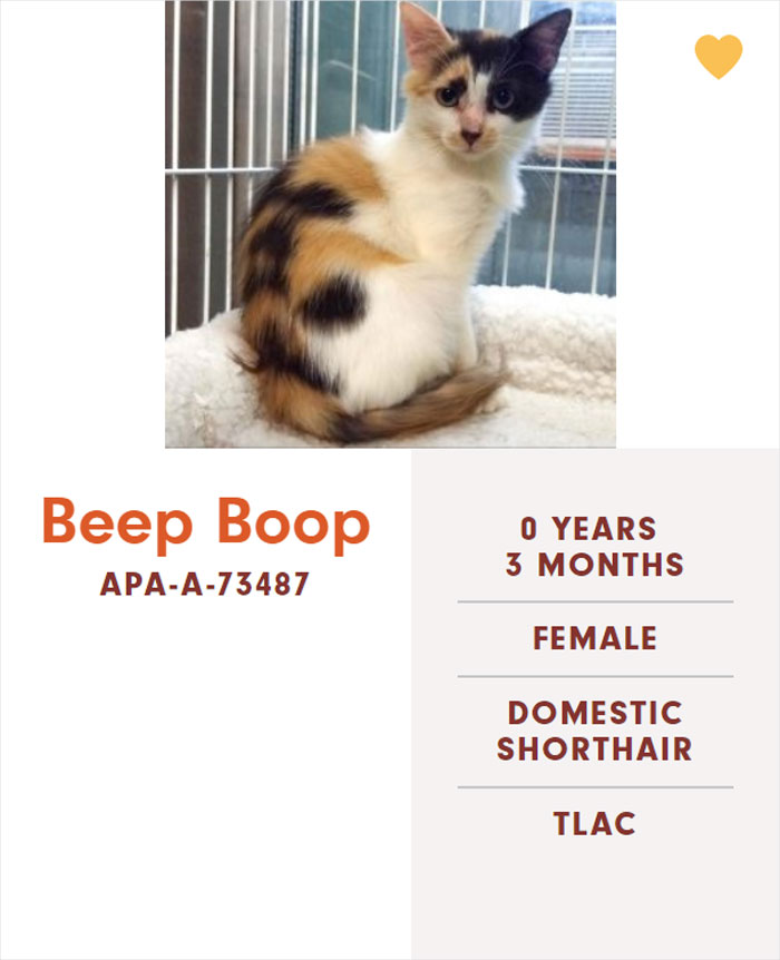 Funny-Cats-Names-Pet-Adoption-Austin-Pets-Alive