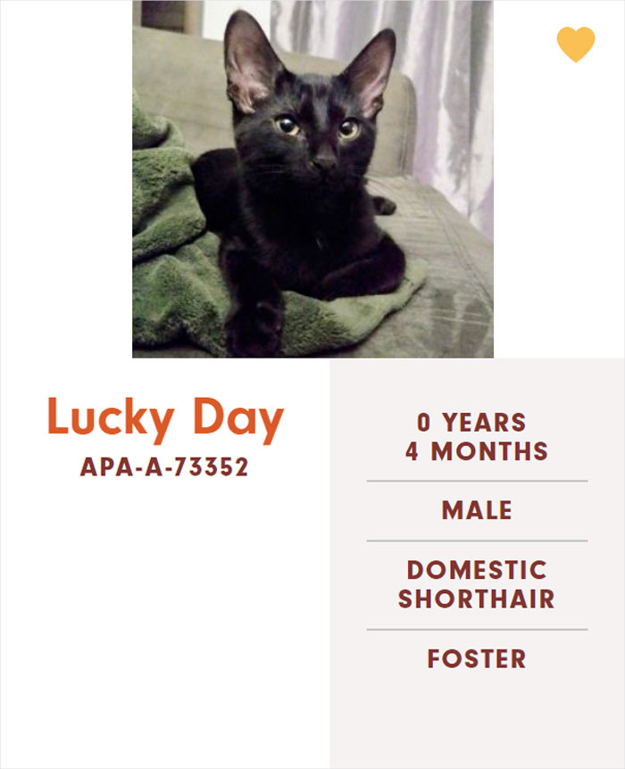 Funny-Cats-Names-Pet-Adoption-Austin-Pets-Alive