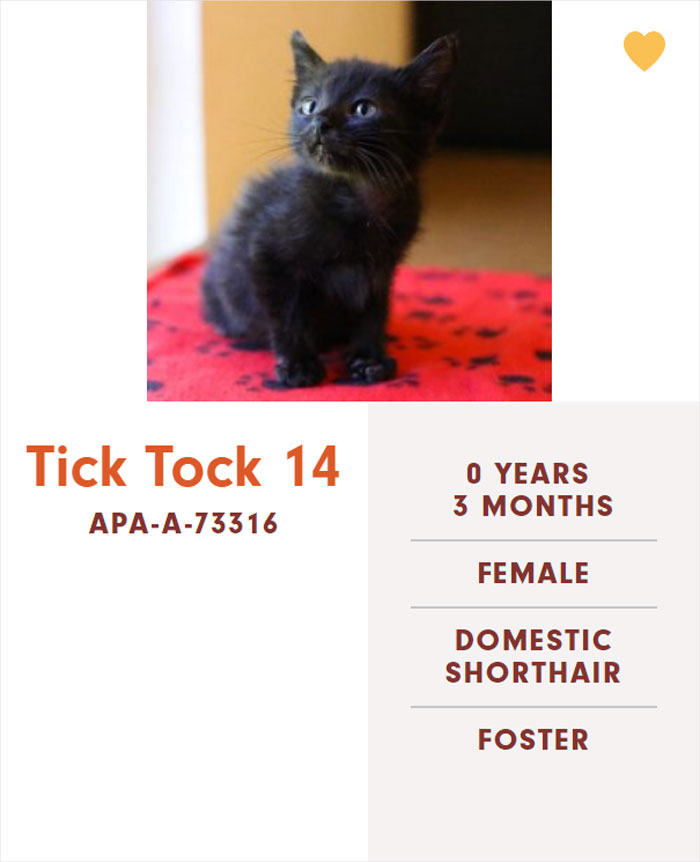 Funny-Cats-Names-Pet-Adoption-Austin-Pets-Alive