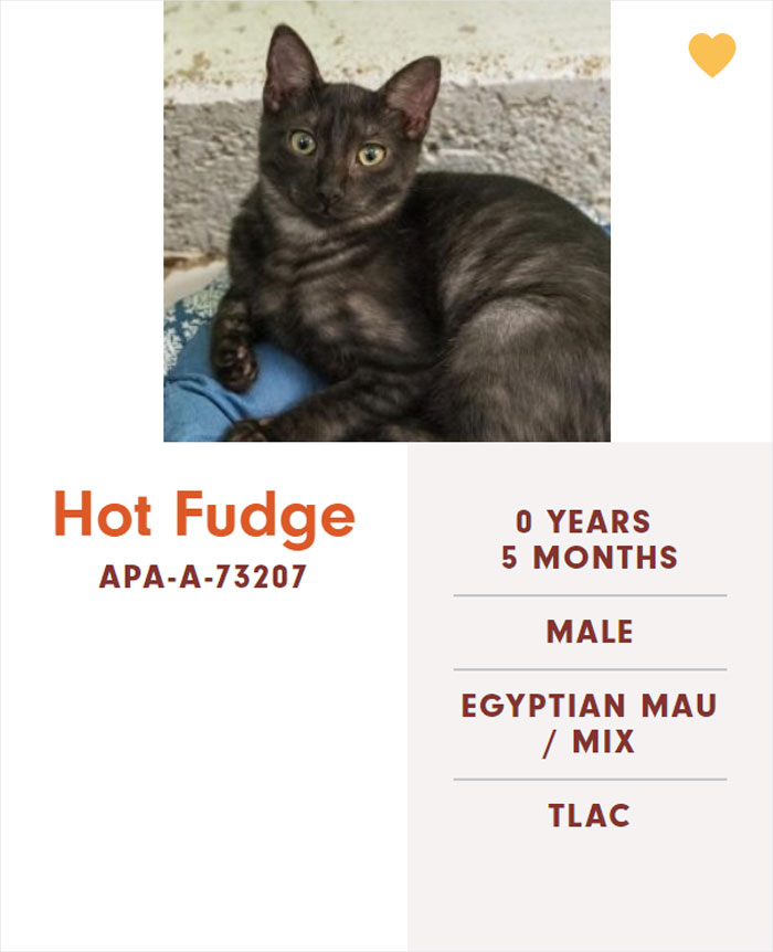 Funny-Cats-Names-Pet-Adoption-Austin-Pets-Alive