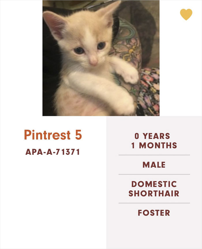 Funny-Cats-Names-Pet-Adoption-Austin-Pets-Alive