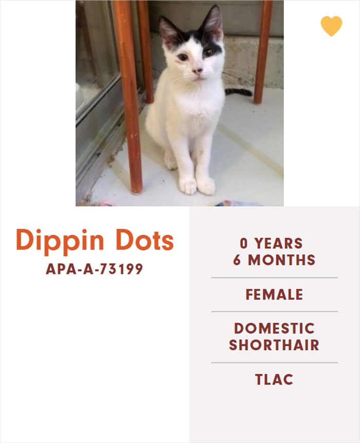 Funny-Cats-Names-Pet-Adoption-Austin-Pets-Alive