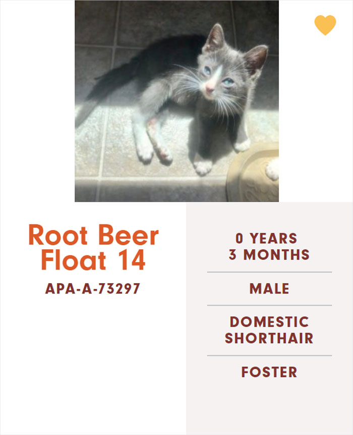 Funny-Cats-Names-Pet-Adoption-Austin-Pets-Alive