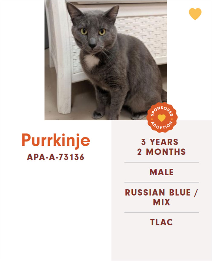 Funny-Cats-Names-Pet-Adoption-Austin-Pets-Alive