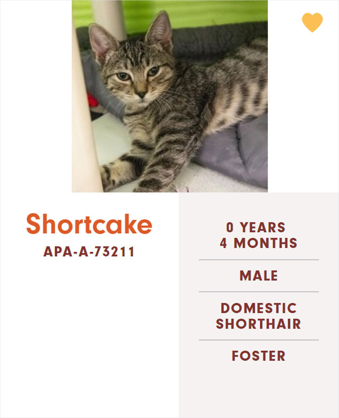 Funny-Cats-Names-Pet-Adoption-Austin-Pets-Alive