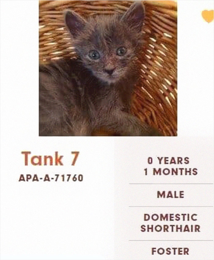 Funny-Cats-Names-Pet-Adoption-Austin-Pets-Alive