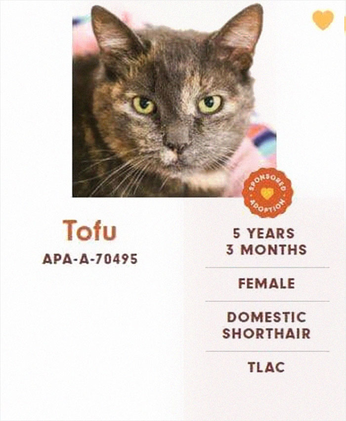 Funny-Cats-Names-Pet-Adoption-Austin-Pets-Alive