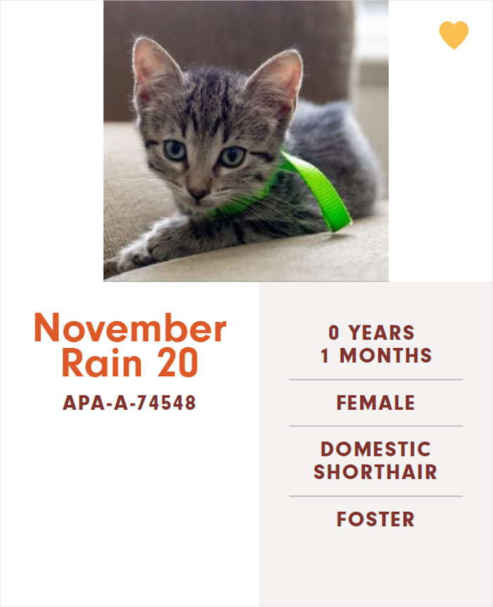 Funny-Cats-Names-Pet-Adoption-Austin-Pets-Alive