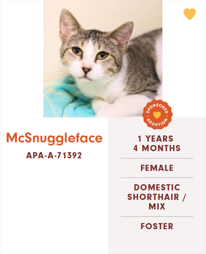 Funny-Cats-Names-Pet-Adoption-Austin-Pets-Alive