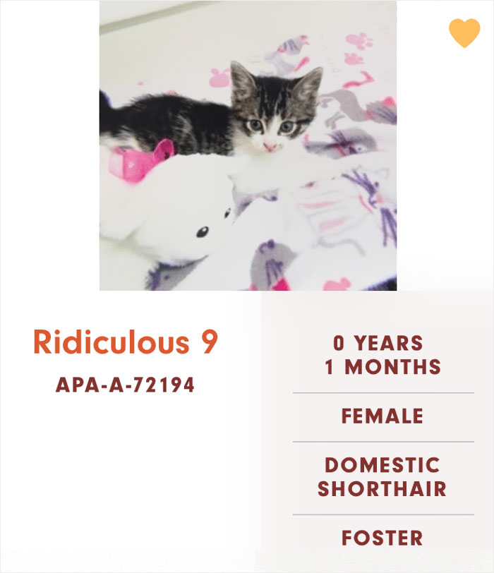 Funny-Cats-Names-Pet-Adoption-Austin-Pets-Alive