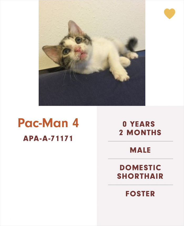 Funny-Cats-Names-Pet-Adoption-Austin-Pets-Alive