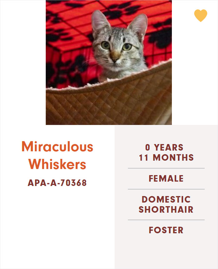 Funny-Cats-Names-Pet-Adoption-Austin-Pets-Alive