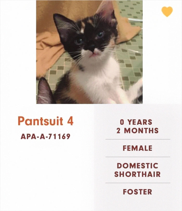 Funny-Cats-Names-Pet-Adoption-Austin-Pets-Alive