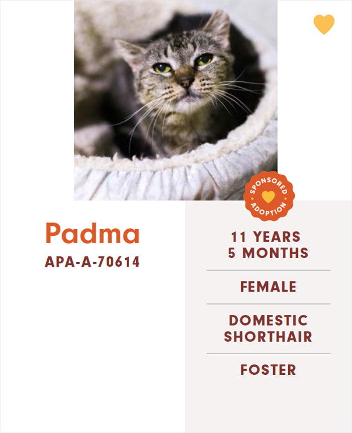 Funny-Cats-Names-Pet-Adoption-Austin-Pets-Alive