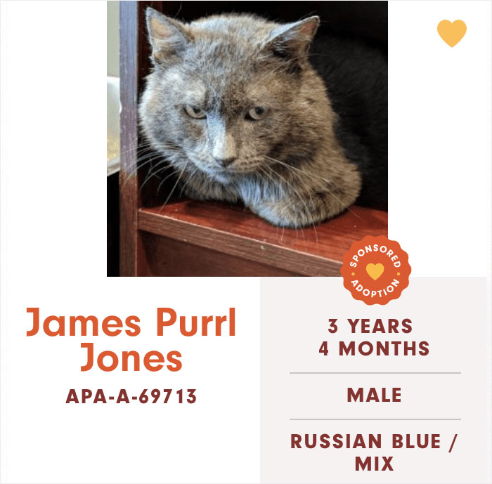 Funny-Cats-Names-Pet-Adoption-Austin-Pets-Alive