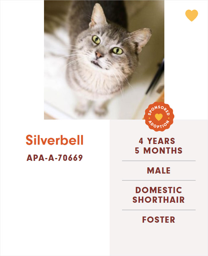 Funny-Cats-Names-Pet-Adoption-Austin-Pets-Alive