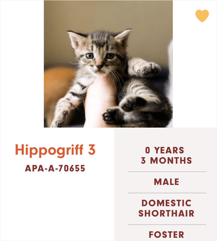 Funny-Cats-Names-Pet-Adoption-Austin-Pets-Alive