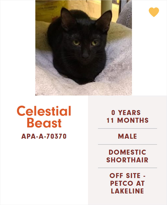 Funny-Cats-Names-Pet-Adoption-Austin-Pets-Alive