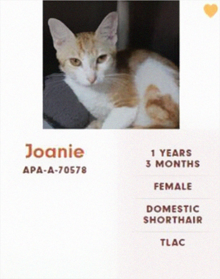 Funny-Cats-Names-Pet-Adoption-Austin-Pets-Alive