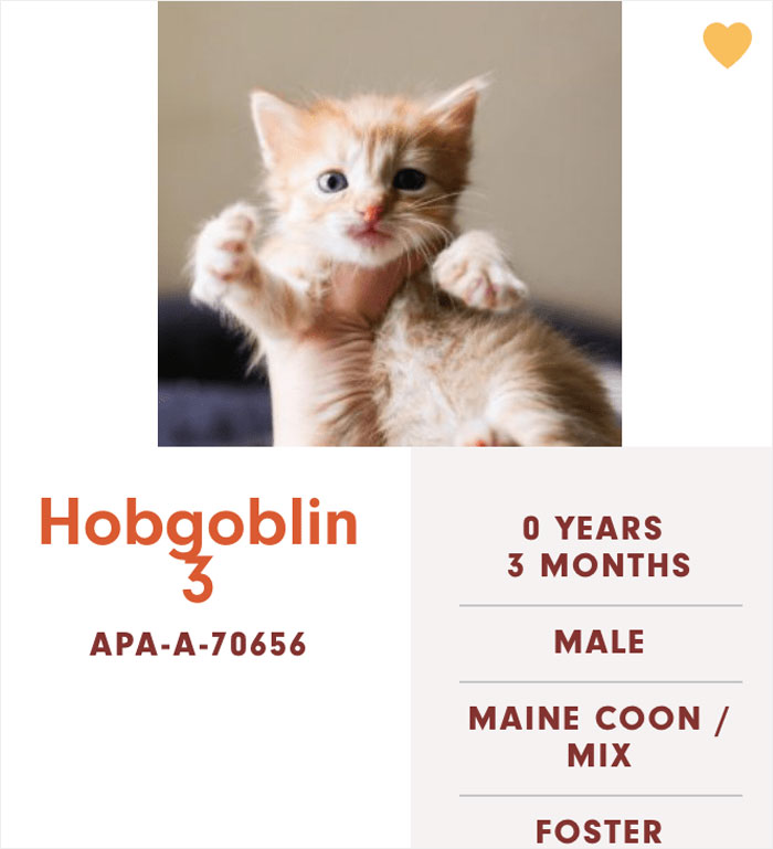 Funny-Cats-Names-Pet-Adoption-Austin-Pets-Alive