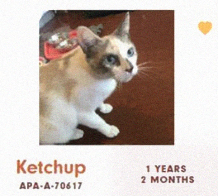 Funny-Cats-Names-Pet-Adoption-Austin-Pets-Alive