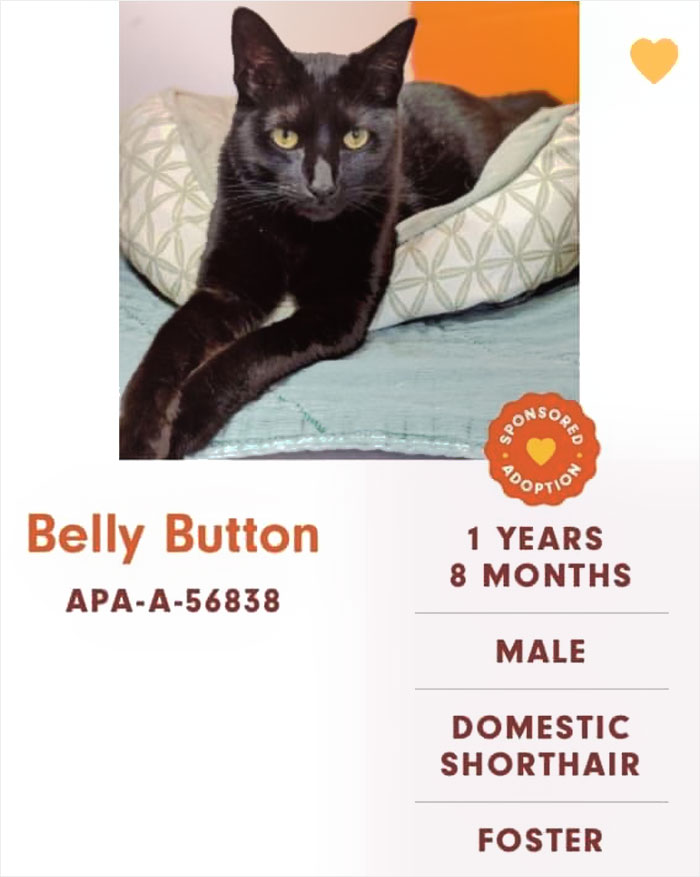 Funny-Cats-Names-Pet-Adoption-Austin-Pets-Alive