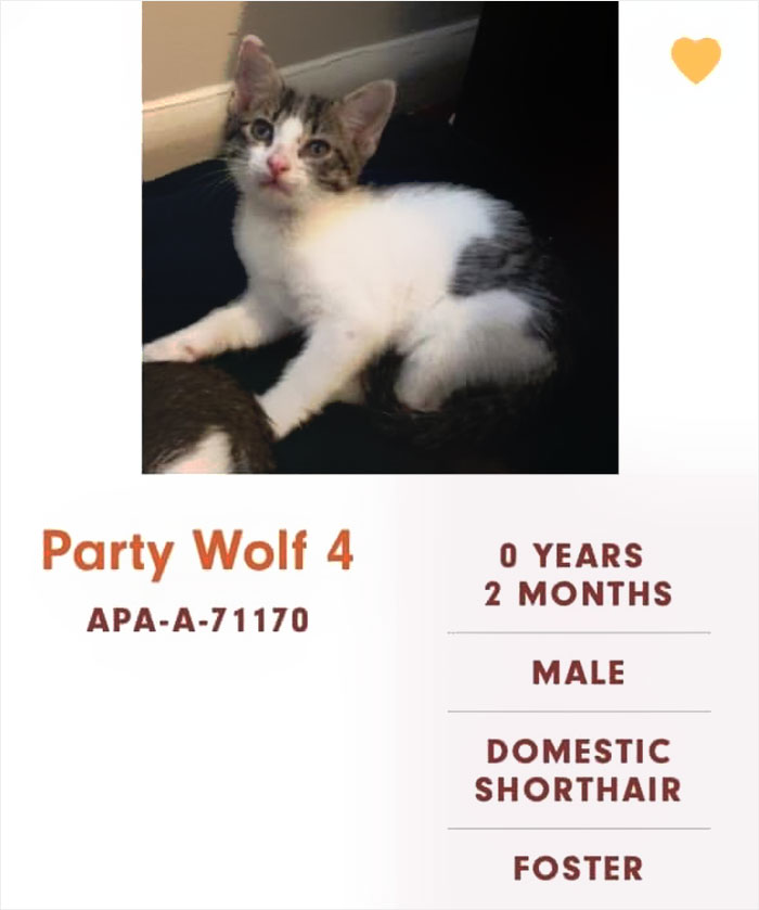 Funny-Cats-Names-Pet-Adoption-Austin-Pets-Alive