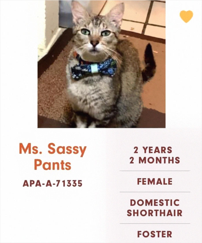 Funny-Cats-Names-Pet-Adoption-Austin-Pets-Alive