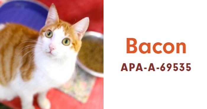 Someone Notices The Staff At This Animal Shelter Is Giving Rescue Cats The Most Epic Names