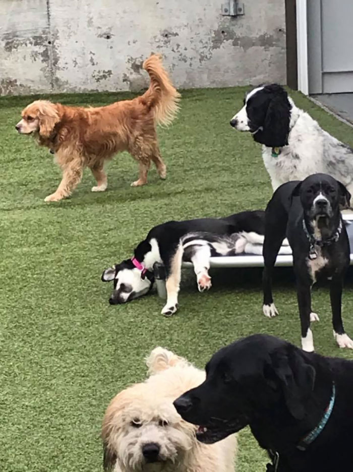 This Pup's Motto: Play Hard, Sleep Harder