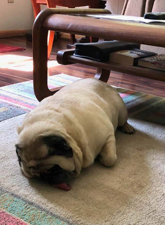 Licking Carpet In His Sleep